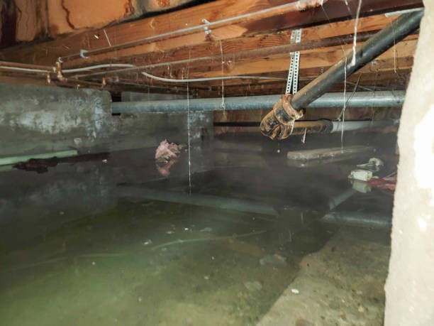 Best Flood restoration services  in Glenview, IL